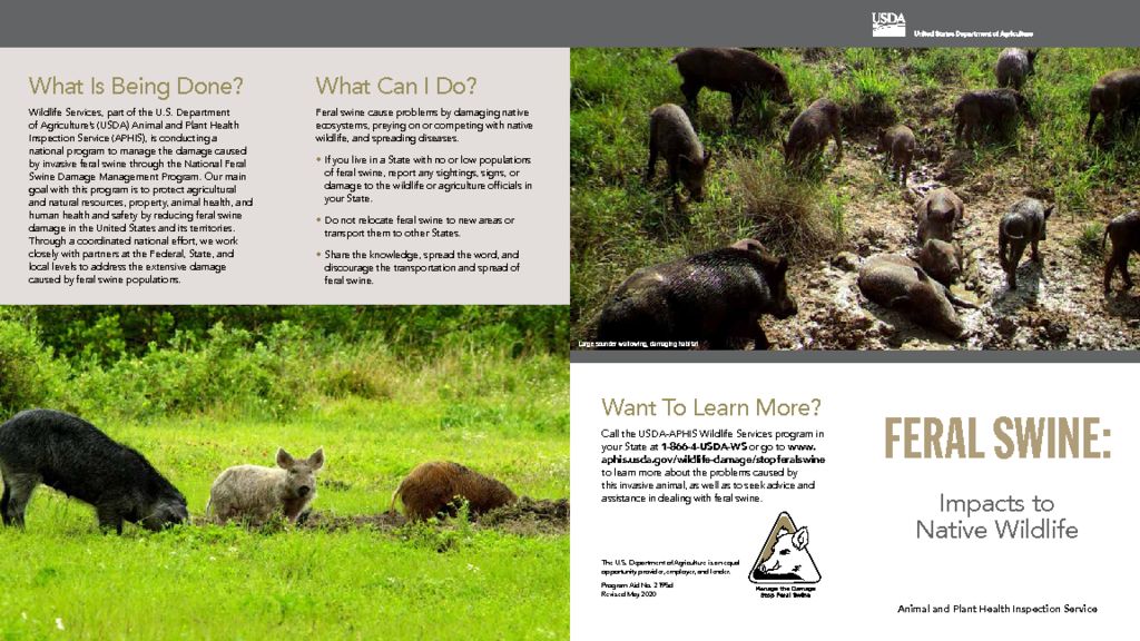 thumbnail of bro-feral-swine-impacts